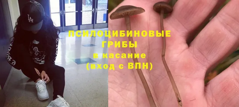 MEGA ONION  Кондрово  Псилоцибиновые грибы MAGIC MUSHROOMS 